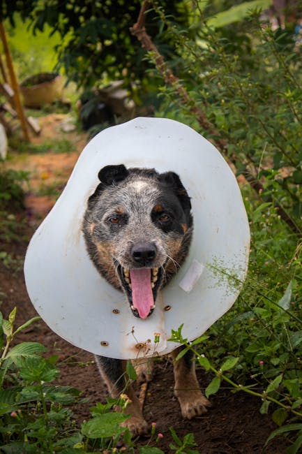 Australian_Cattle_Dog Image 10