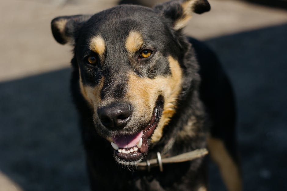 Australian_Kelpie_Breed Image 3