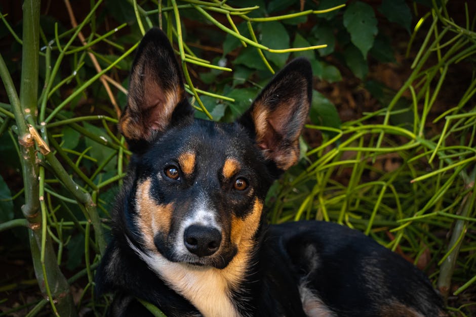 Australian_Kelpie_Breed Image 6