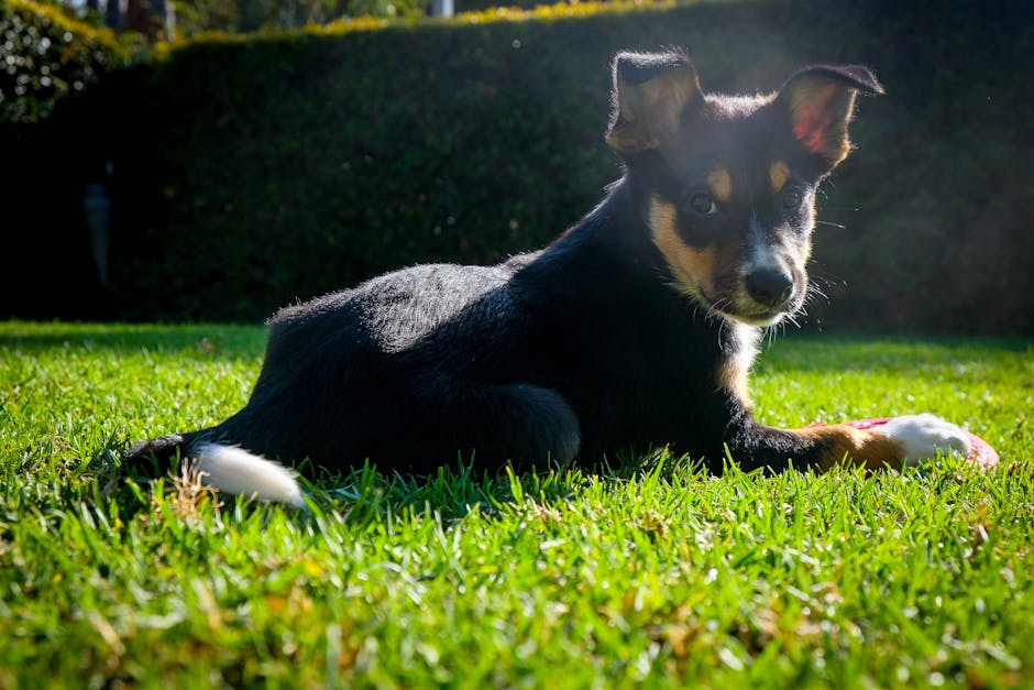 Australian_Kelpie_Breed Image 5