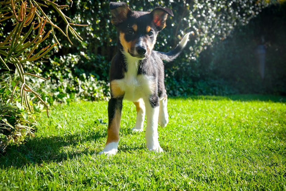 Australian_Kelpie_Breed Image 1