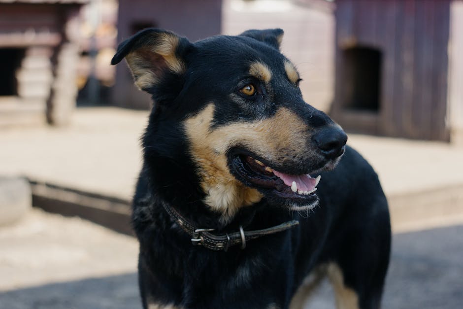 Australian_Kelpie_Breed Image 2