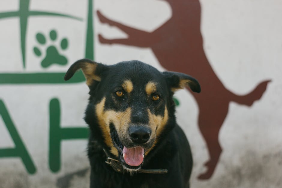 Australian_Kelpie_Breed Image 9