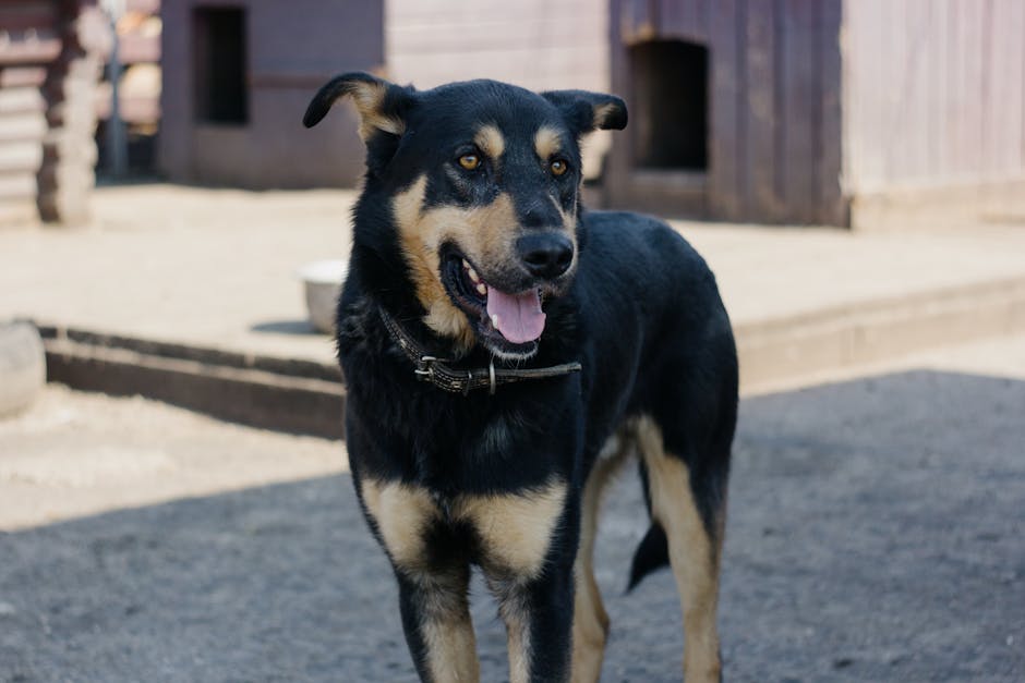 Australian_Kelpie_Breed Image 4