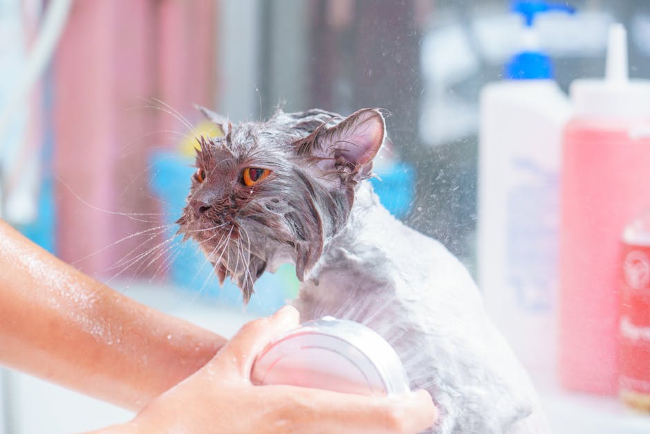 Bathing_Your_Cat Image 6