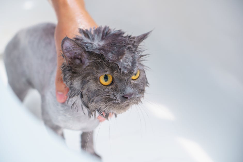 Bathing_Your_Cat Image 4