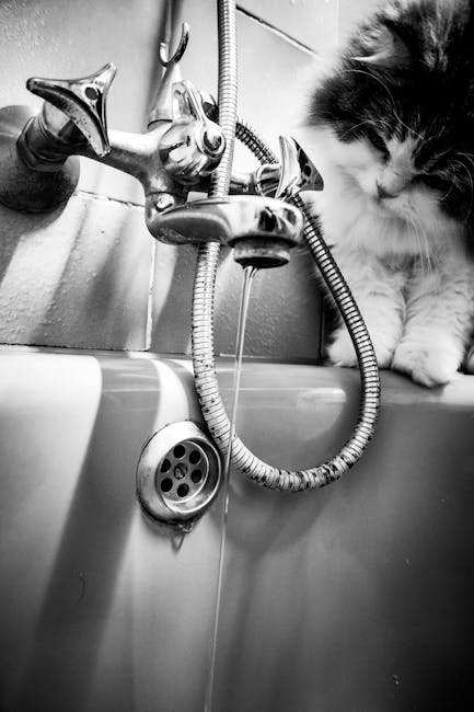 Bathing_Your_Cat Image 1