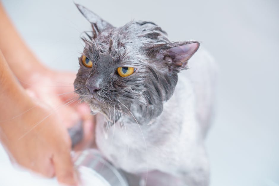 Bathing_Your_Cat Image 8