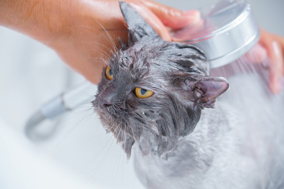 Bathing_Your_Cat Image 7