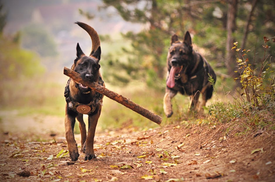 Belgian_Malinois_Care Image 2