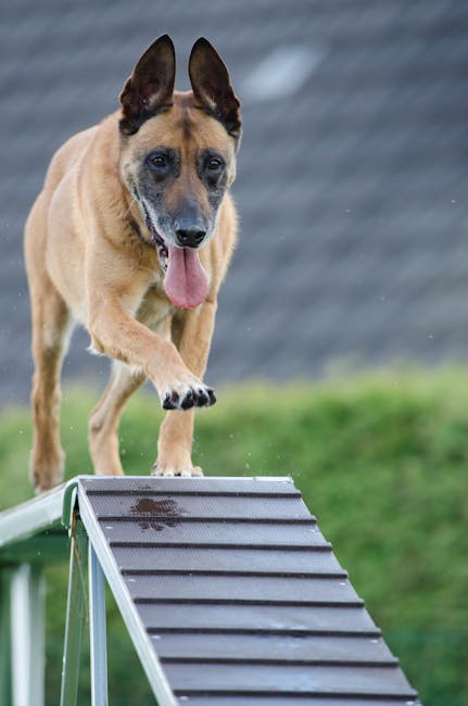 Belgian_Malinois_Care Image 4