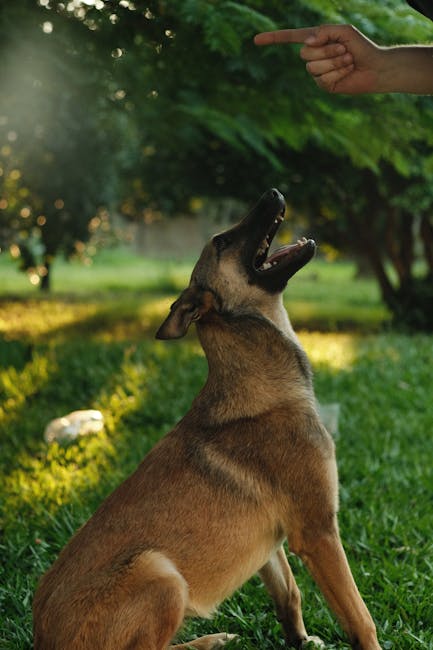 Belgian_Malinois_Care Image 3