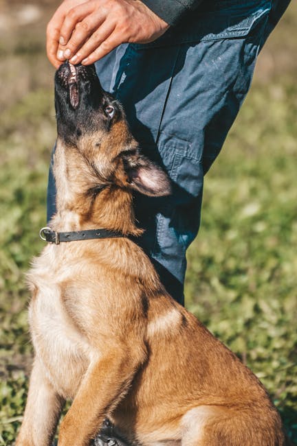 Belgian_Malinois_Care Image 1