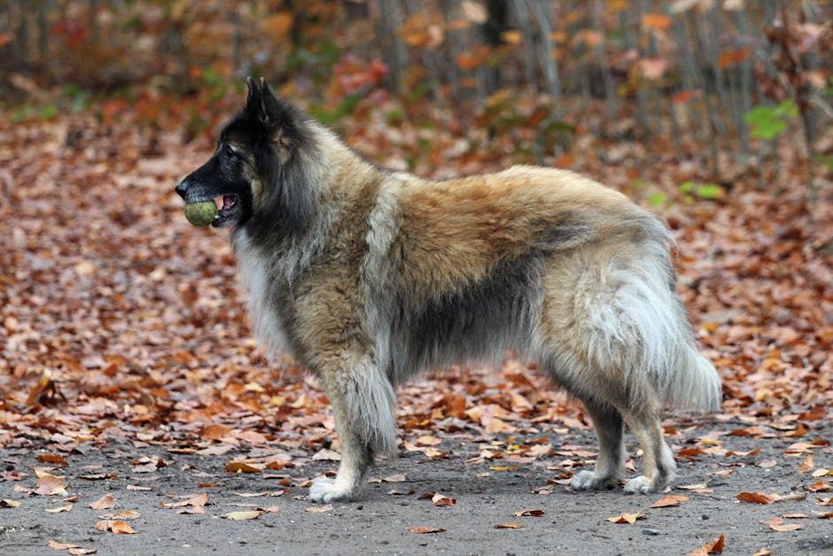 Belgian_Shepherd_Tervuren Image 4