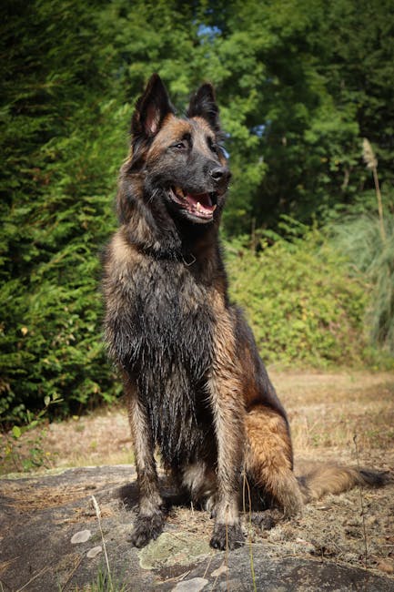 Belgian_Shepherd_Tervuren Image 3