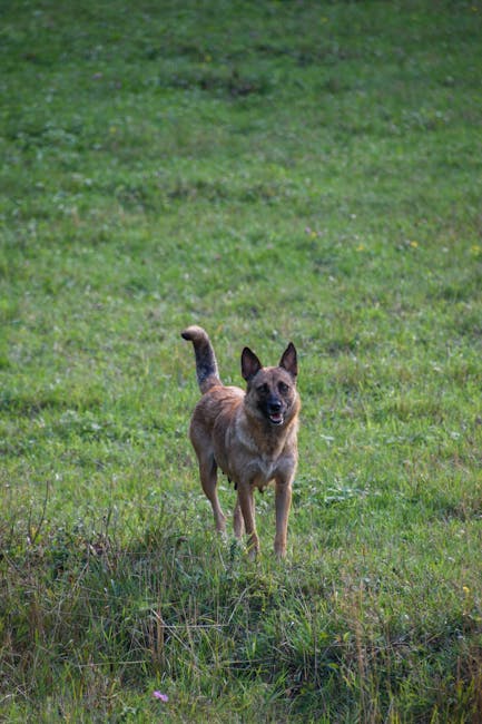 Belgian_Shepherd_Tervuren Image 1