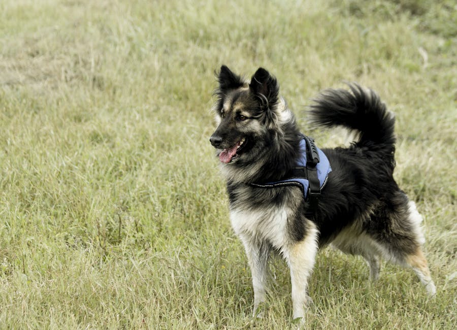 Belgian_Shepherd_Tervuren Image 5