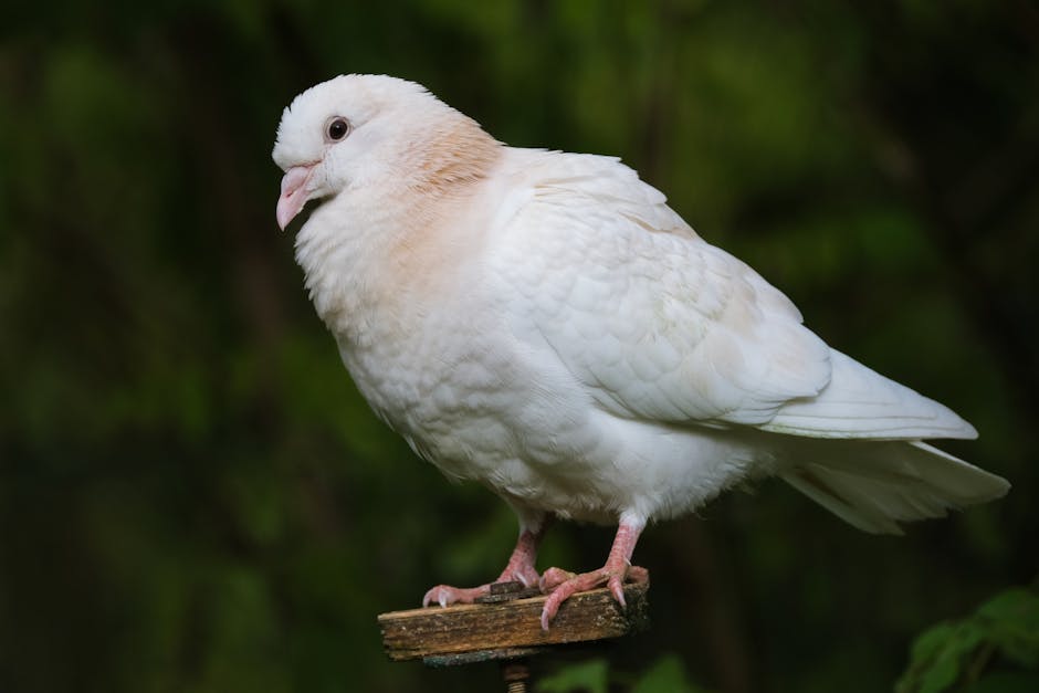 Black-Billed_Wood_Dove Image 7