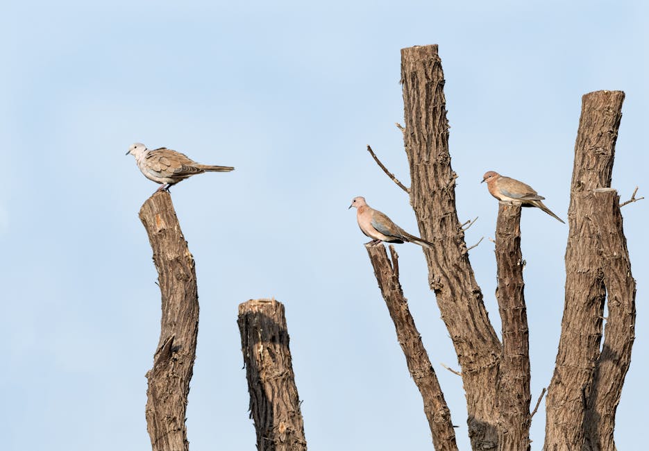 Black-Billed_Wood_Dove Image 2