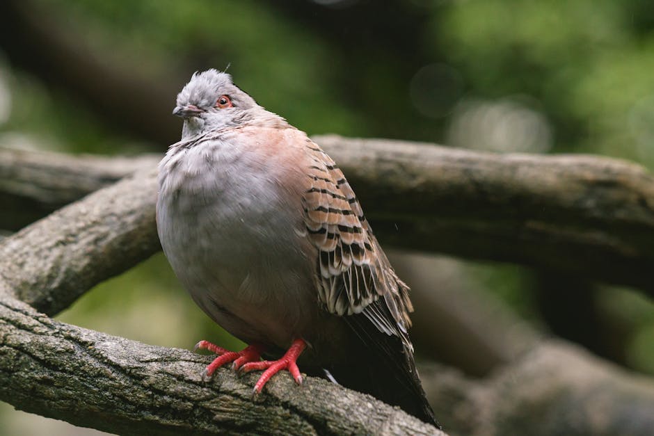 Black-Billed_Wood_Dove Image 4