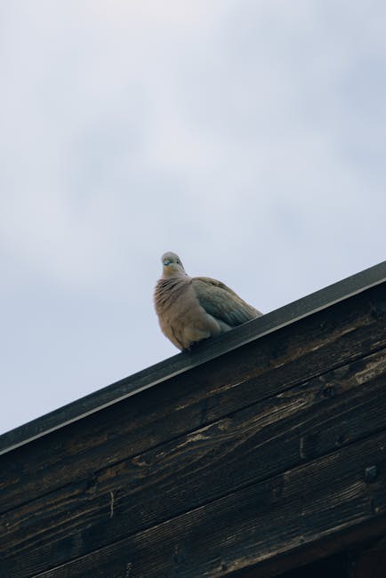 Black-Billed_Wood_Dove Image 1