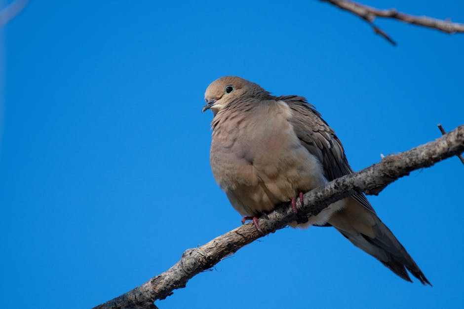 Black-Billed_Wood_Dove Image 6