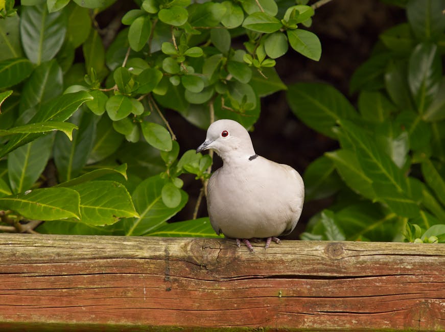 Black-Billed_Wood_Dove Image 5