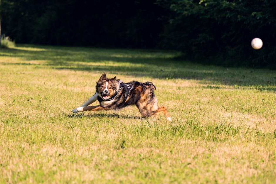 Border_Collie_Information Image 3