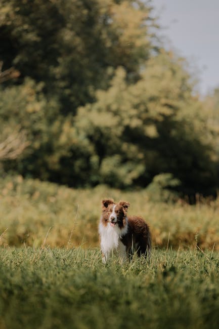 Border_Collie_Information Image 1