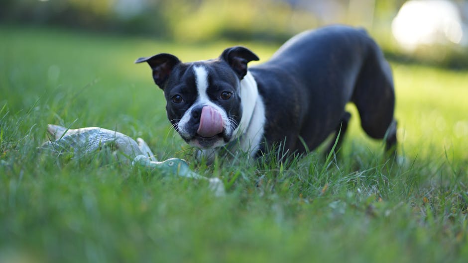 Boston_Terrier_Care Image 7