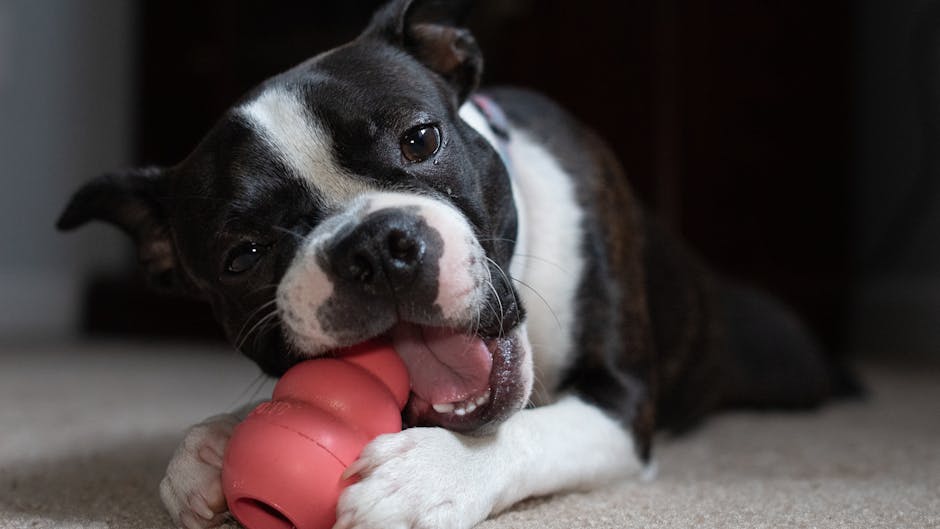 Boston_Terrier_Care Image 9