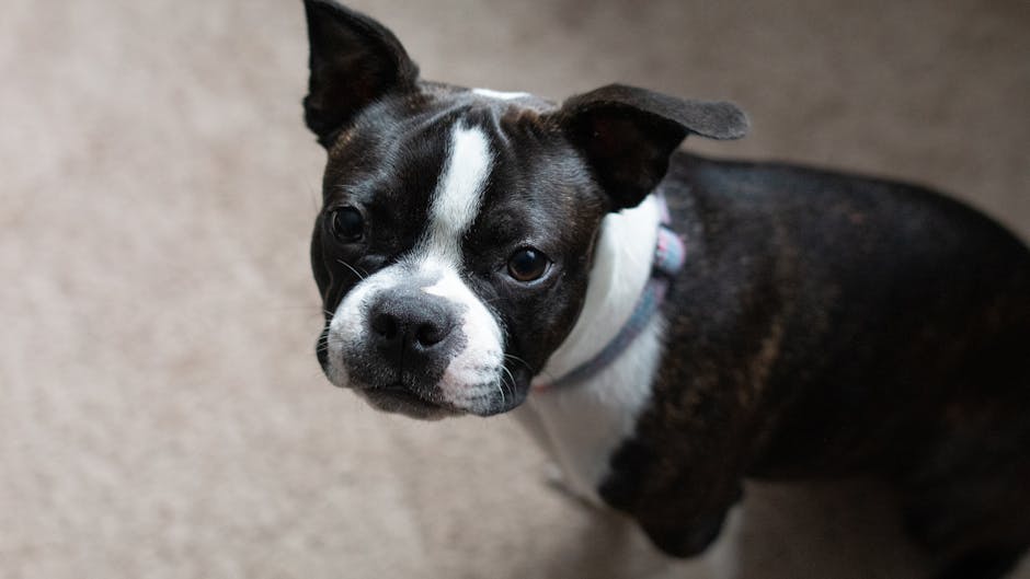 Boston_Terrier_Care Image 3