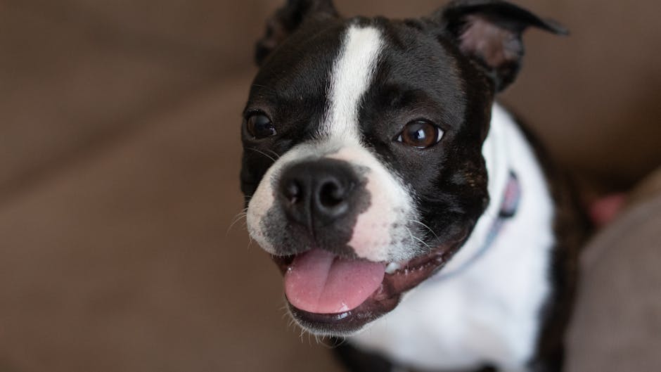 Boston_Terrier_Care Image 6