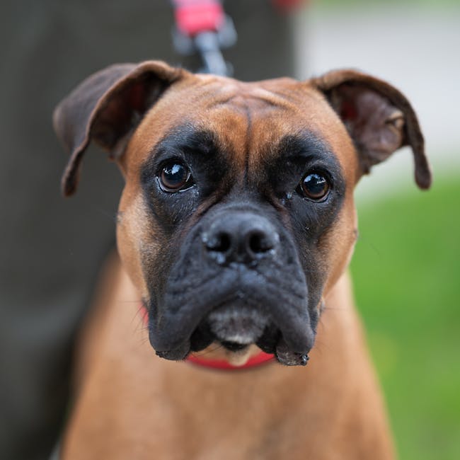 Boxer_Dog_Care Image 3