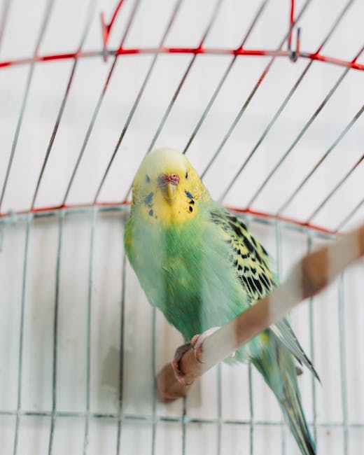 Budgerigar_Care Image 7