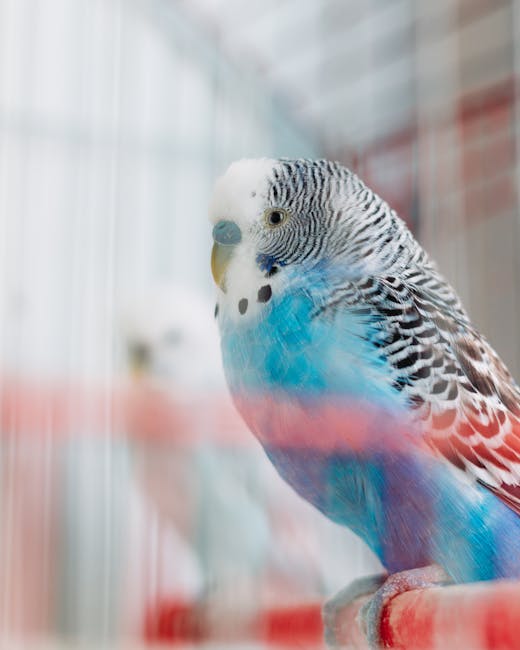 Budgerigar_Care Image 3