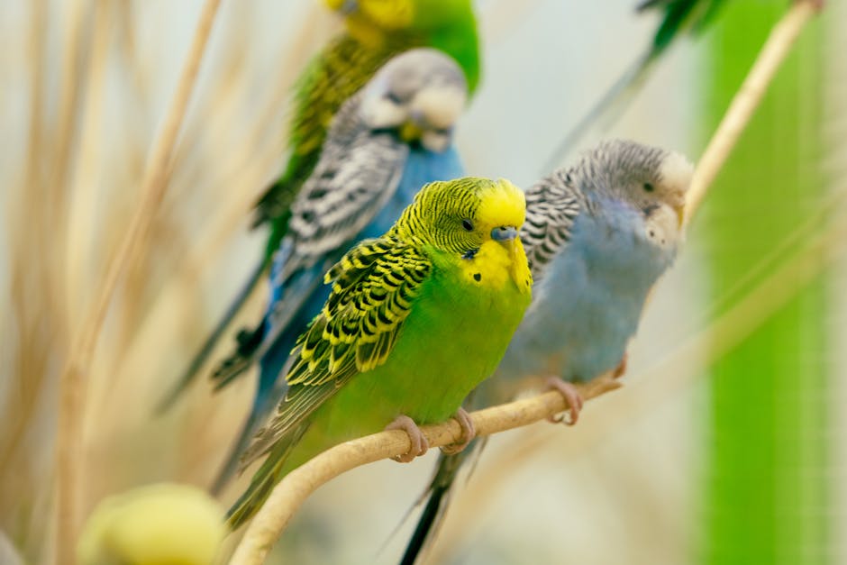 Budgerigar_Care Image 1