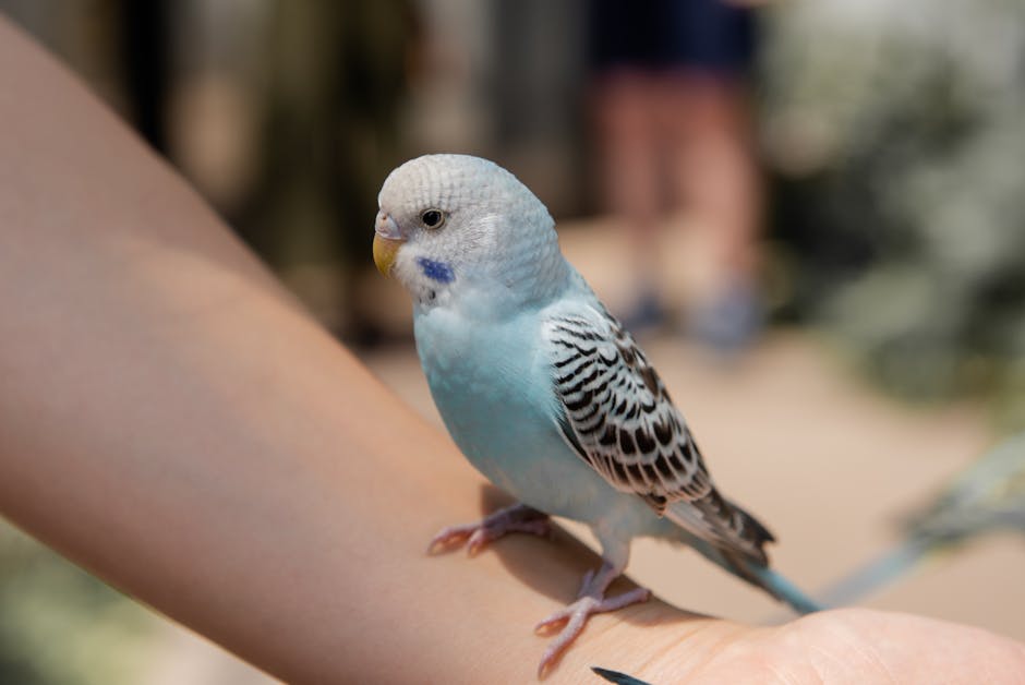 Budgerigar_Care Image 6