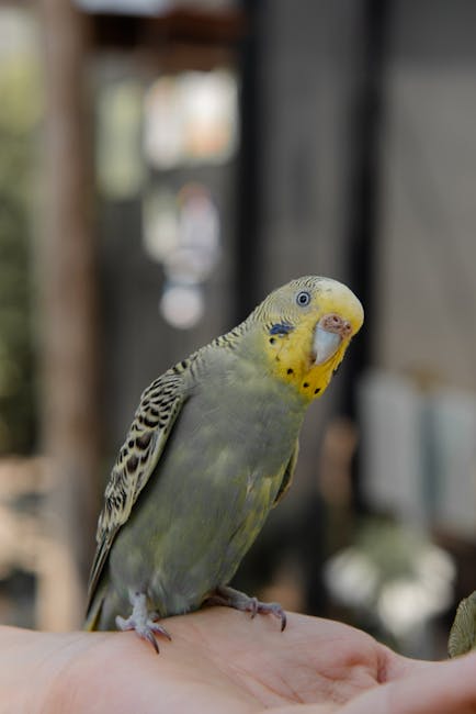 Budgerigar_Care Image 2