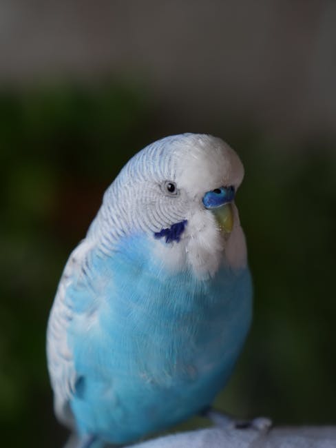 Budgerigar_Care Image 5