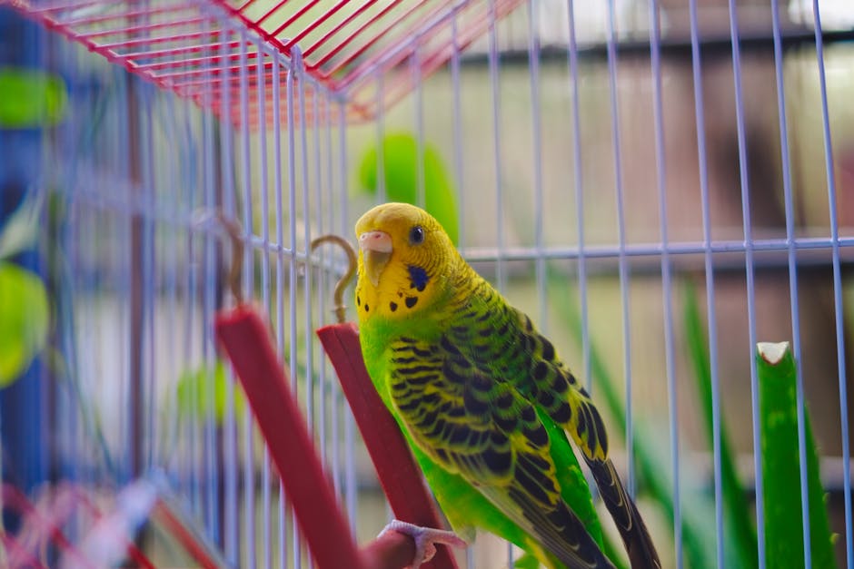 Budgerigar_Care Image 8