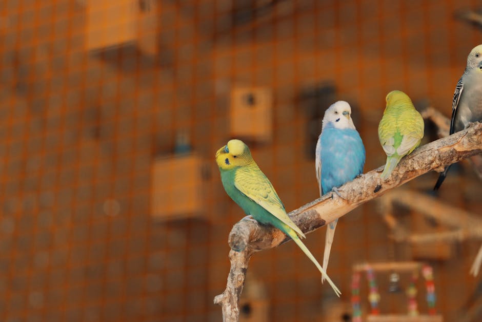 Budgerigar_Care Image 4