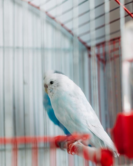 Budgerigar_Care Image 10