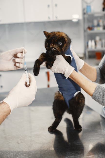 Cat_Vaccinations Image 3