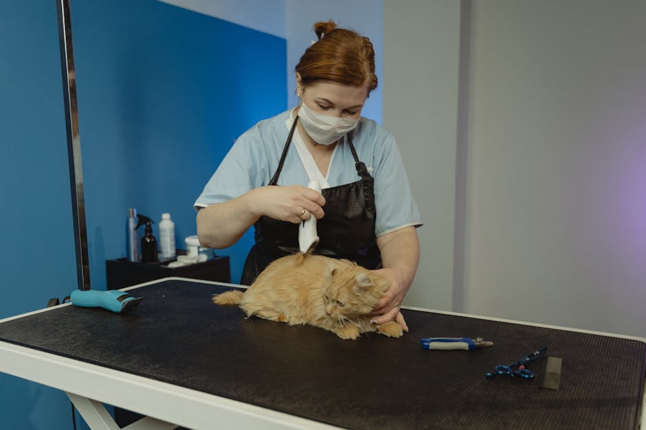 Cat_Vet_Visit Image 1