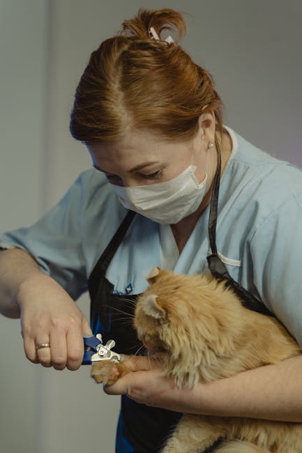 Cat_Vet_Visit Image 5