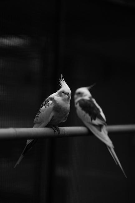 Cockatiels Image 6