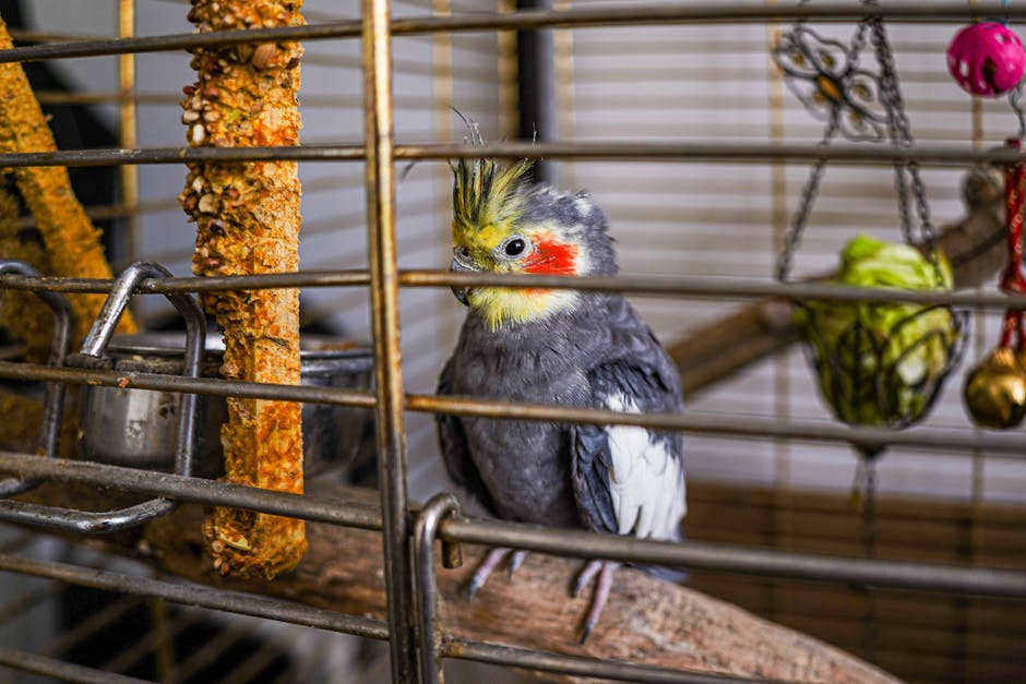 Cockatiels Image 3