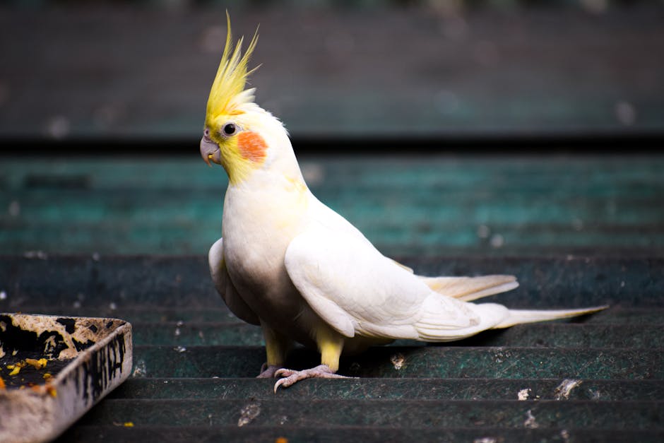 Cockatiels Image 1