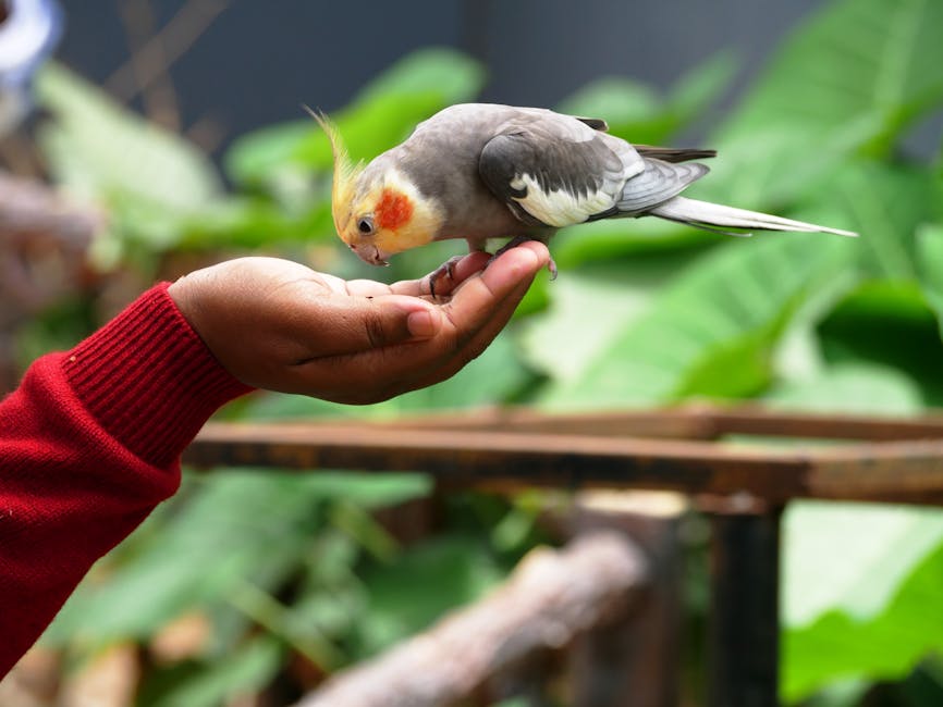 Cockatiels Image 7